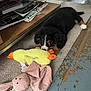 animal, black_dog, blanket, brown_dog, carpet, cozy, cute, dog, floor, furniture, home, indoor, laying_down, pet, playful, plush_toy, puppy, toy, white_paw, wooden_floor