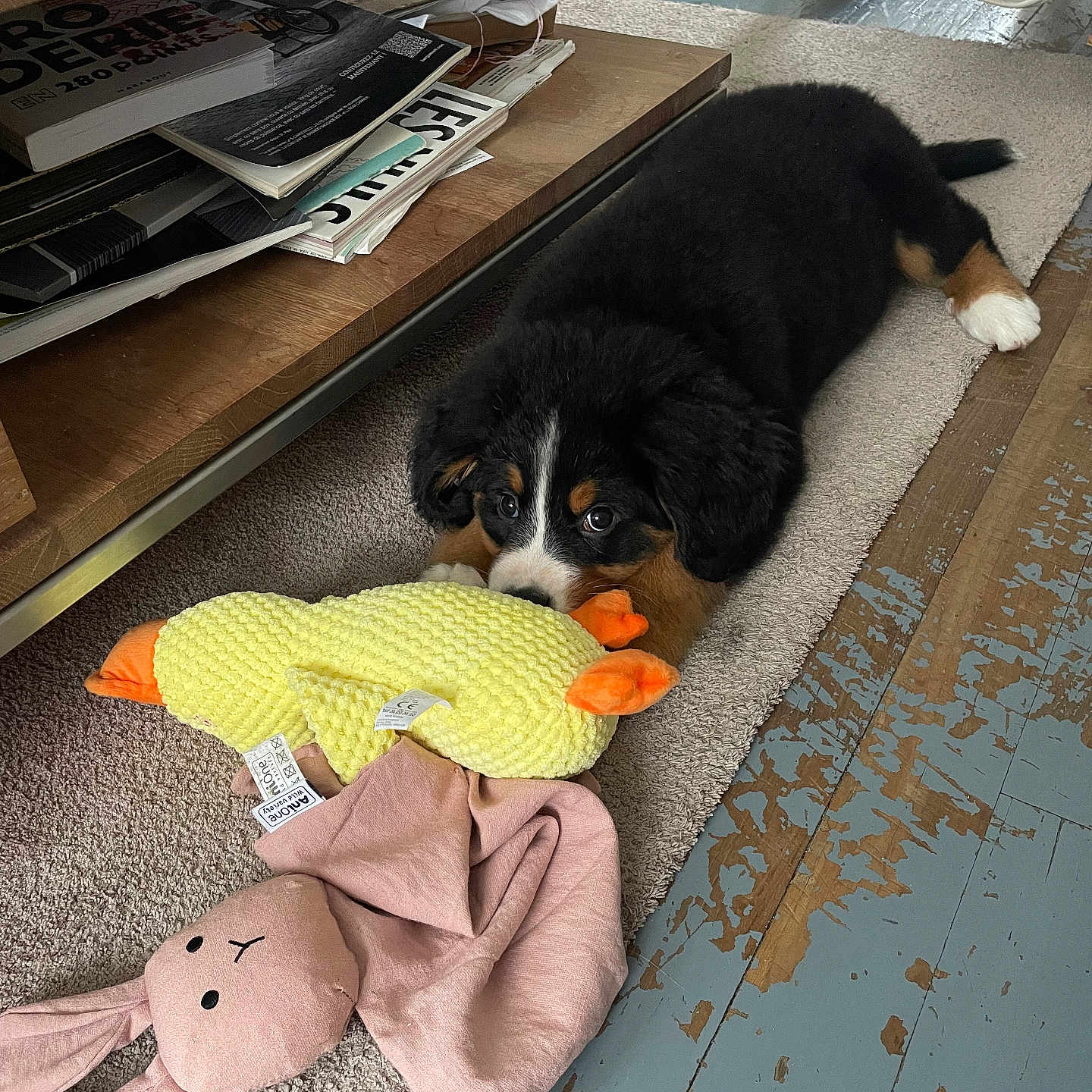 Dalva a rejoint le concours — aidez-le/la à gagner de superbes lots ! animal, black_dog, blanket, brown_dog, carpet, cozy, cute, dog, floor, furniture, home, indoor, laying_down, pet, playful, plush_toy, puppy, toy, white_paw, wooden_floor