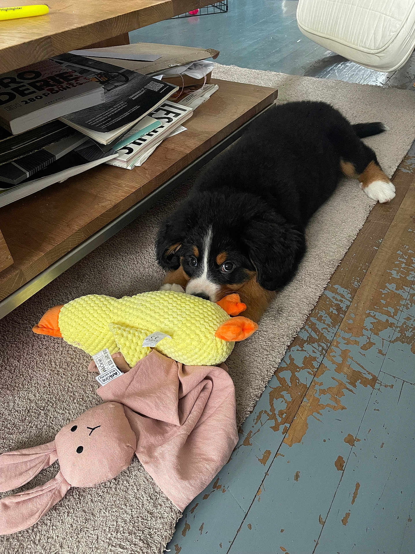 Dalva a rejoint le concours — aidez-le/la à gagner de superbes lots ! animal, black_dog, blanket, brown_dog, carpet, cozy, cute, dog, floor, furniture, home, indoor, laying_down, pet, playful, plush_toy, puppy, toy, white_paw, wooden_floor