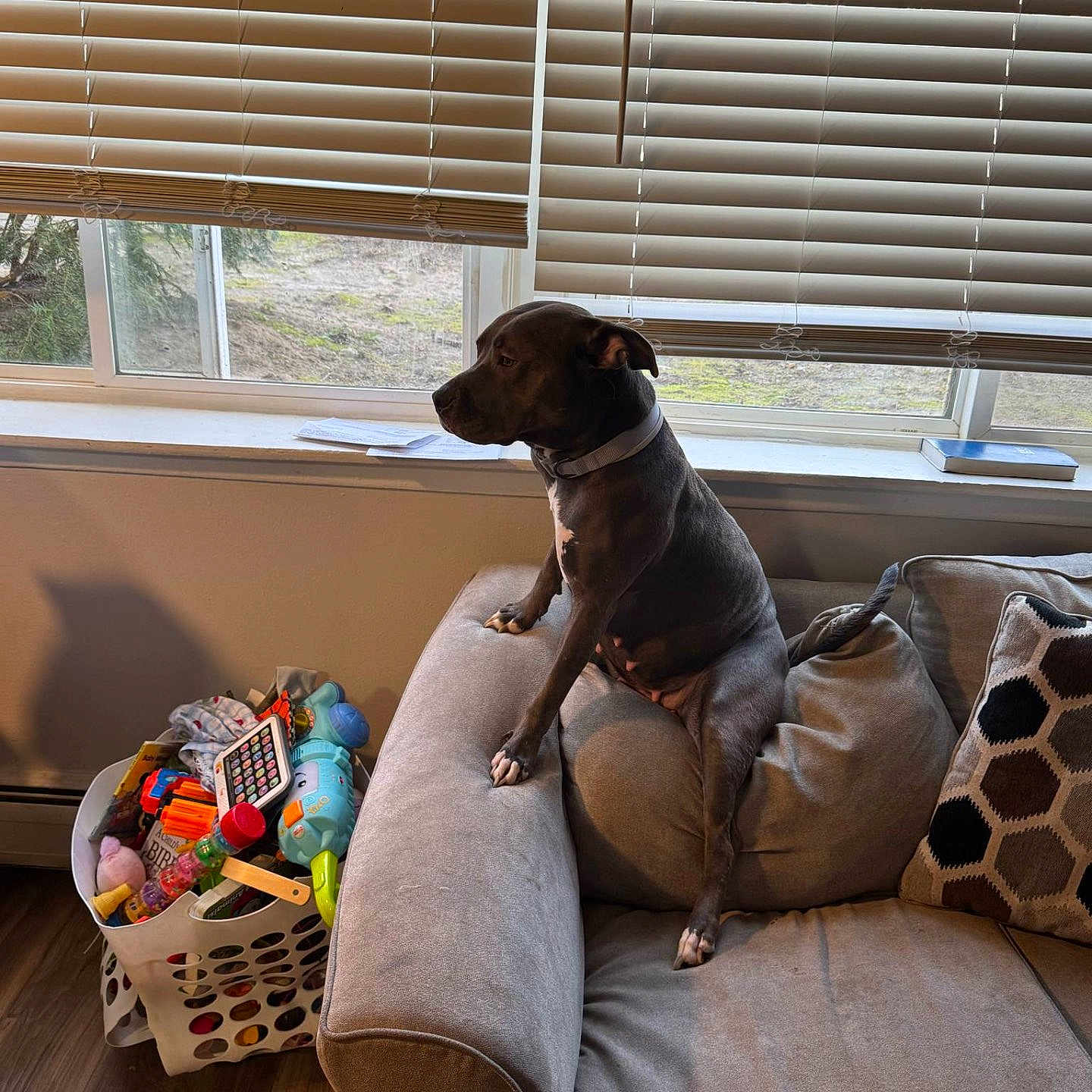 Daisy is registered to the contest to win money with this photo: basket, blinds, collar, couch, daylight, dog, domestic_animal, furniture, home, indoor, living_room, looking_out, pet, pillow, relaxed, resting, side_view, toys, window, wooden_floor