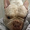 King Carson Hill joined the competition — help win amazing prizes! animal, bed, blanket, close_up, cozy, cuddling, cute, dog, ears, eyes, face, finger, french_bulldog, indoors, muzzle, nose, pet, portrait, sleeping, wrinkles