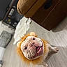 animal, close_up, costume, couch, dog, funny, happy, indoor, lion_costume, living_room, lying_down, open_mouth, orange_mane, pet, playful, portrait, smiling, teeth, upside_down, wood_floor