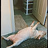 King Carson Hill is registered to the contest to win money with this photo: belly_up, brown_dog, dog, door, floor, floppy_ears, funny, furniture, hallway, home, indoor, legs_up, lying_down, paws, pet, photography, playful, relaxed, resting, rug