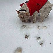 King Carson Hill is registered to the contest to win money with this photo: animal, cold_weather, collar, cream_fur, daylight, dog, footprints, french_bulldog, funny, looking_down, outdoors, paw_prints, pet, portrait, red_clothing, red_coat, snow, snowy_ground, standing, winter
