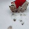 animal, cold_weather, collar, cream_fur, daylight, dog, footprints, french_bulldog, funny, looking_down, outdoors, paw_prints, pet, portrait, red_clothing, red_coat, snow, snowy_ground, standing, winter