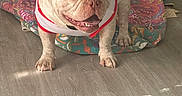 King Carson Hill joined the competition — help win amazing prizes! animal, blanket, clothing, colorful, costume, diaper, dog, ears, floor, french_bulldog, home, indoors, pet, portrait, quilt, sitting, smiling, sunlight, wood_floor, wrinkles