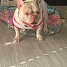 animal, blanket, clothing, colorful, costume, diaper, dog, ears, floor, french_bulldog, home, indoors, pet, portrait, quilt, sitting, smiling, sunlight, wood_floor, wrinkles