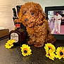 puppy, dog, brown_dog, curly_fur, kitchen, countertop, bottle, tequila, don_julio, knife_block, yellow_flowers, artificial_flowers, photo_frame, black_countertop, tile_wall, domestic, pet, indoor, cute, small_dog