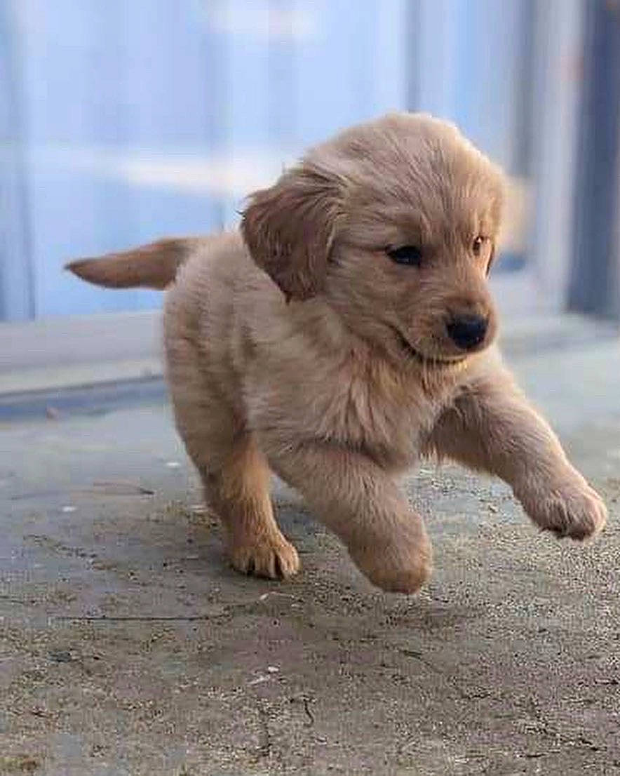 Beaux is registered to the contest to win money with this photo: canidae, carnivore, companion_dog, dog, dog_breed, fawn, fur, liver, puppy, small_terrier, soil, sporting_group, street_dog, tail, terrestrial_animal, terrier, whiskers, working_animal