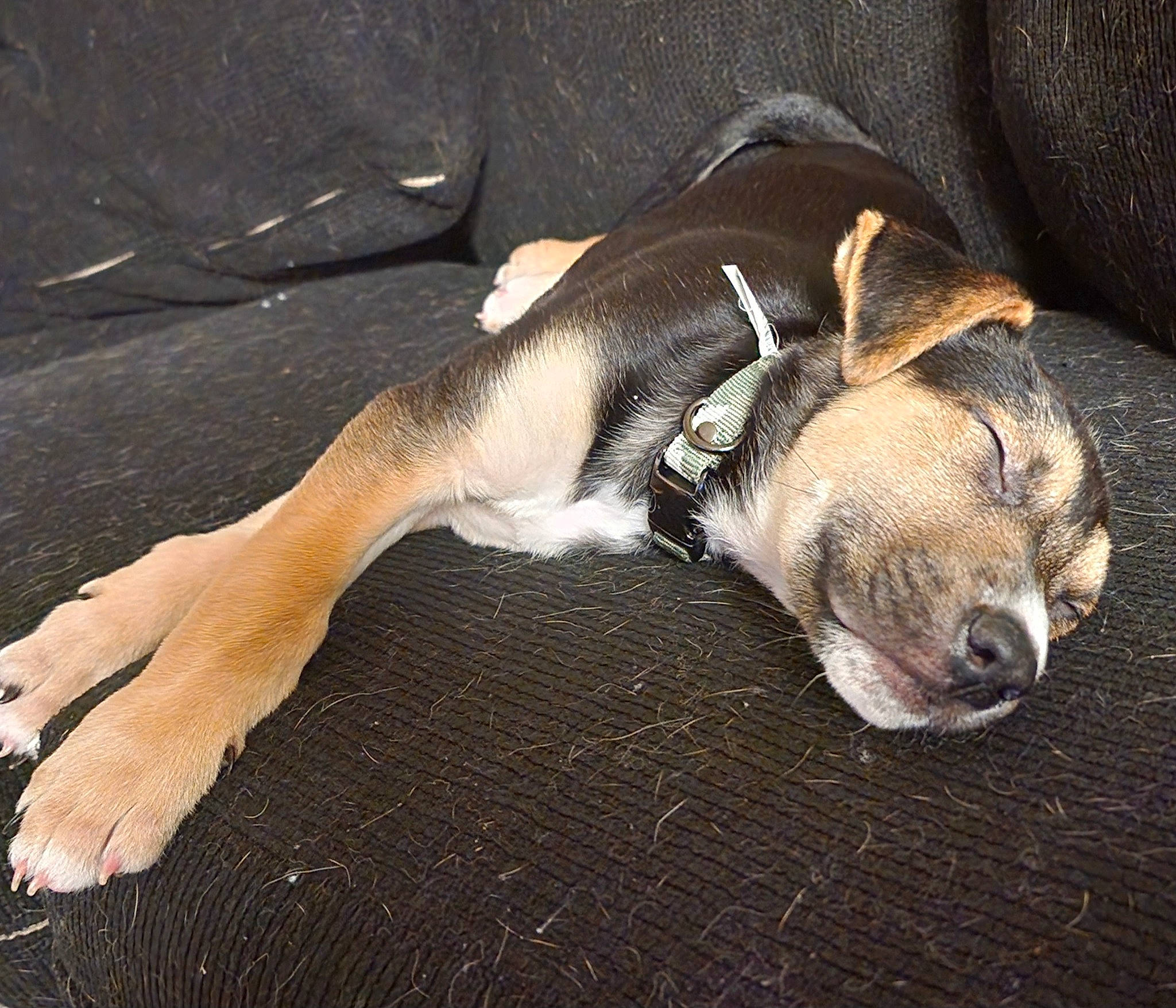 Keenan is registered to the contest to win money with this photo: canidae, carnivore, comfort, companion_dog, dog, dog_breed, fawn, guard_dog, hound, non_sporting_group, paw, sporting_group, terrestrial_animal, toy_dog, whiskers, working_animal