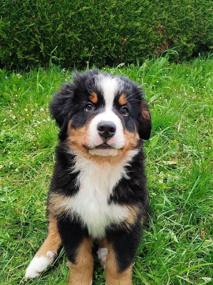 Sting participe au concours pour gagner de l'argent avec cette photo : bernese_mountain_dog, canidae, carnivore, companion_dog, dog, dog_breed, grass, plant, snout, sporting_group, terrestrial_animal, working_dog