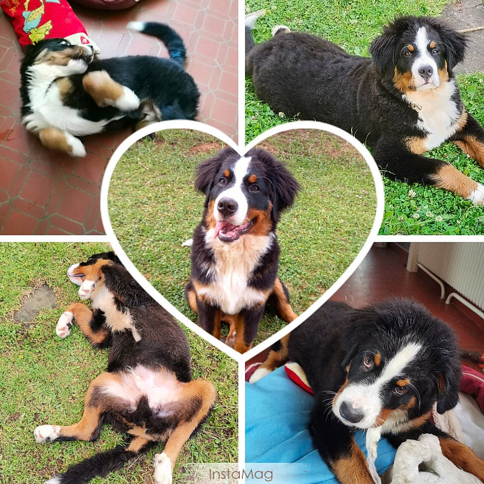 Sting participe au concours pour gagner de l'argent avec cette photo : ancient_dog_breeds, art, bernese_mountain_dog, canidae, carnivore, circle, companion_dog, dog, dog_breed, dog_supply, grass, green, mammal, recreation, sharing, sporting_group, vertebrate, working_animal, working_dog