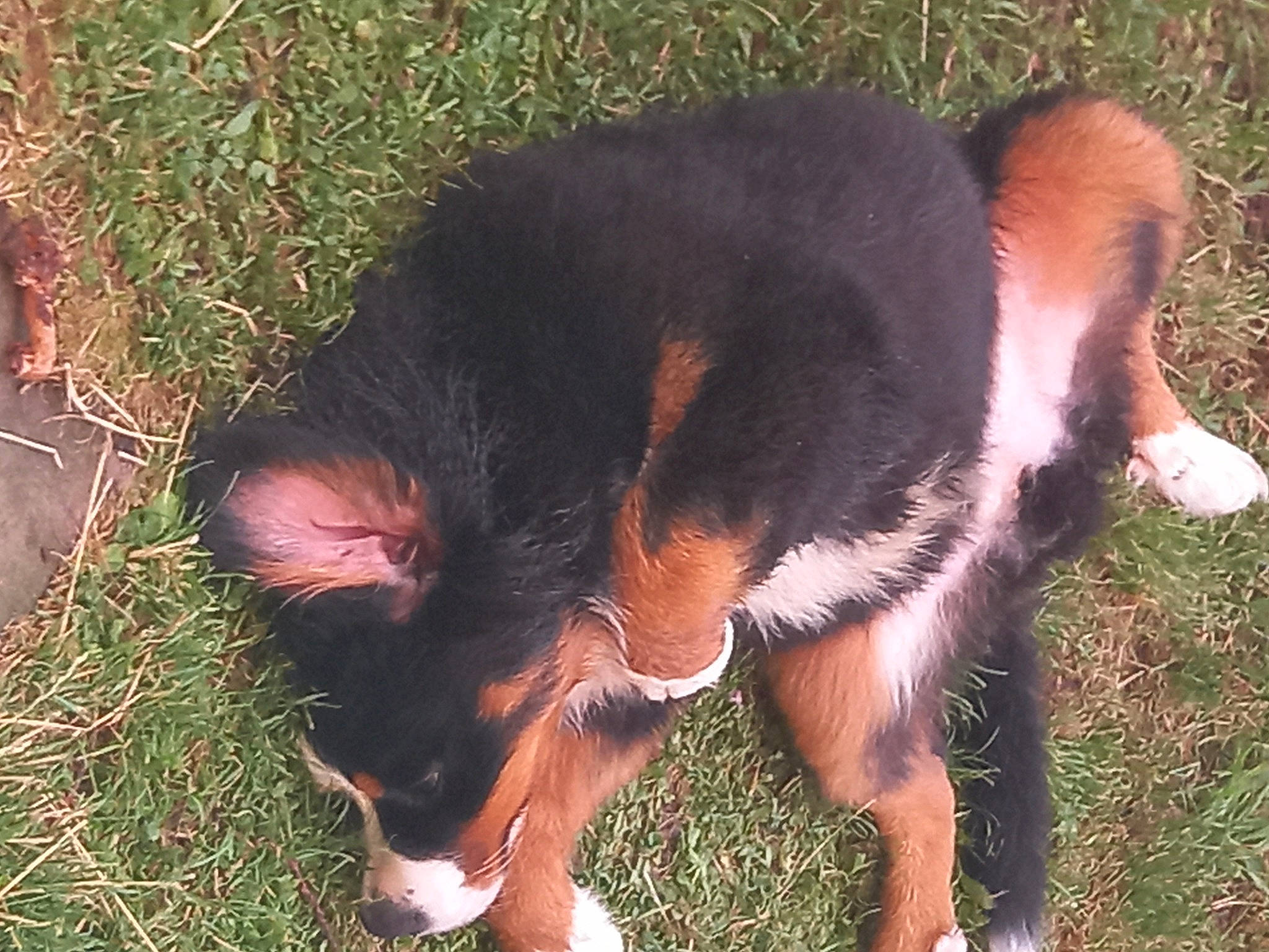 Sting a rejoint le concours — aidez-le/la à gagner de superbes lots ! canidae, carnivore, companion_dog, dog, dog_breed, fawn, fur, grass, livestock, natural_material, plant, snout, sporting_group, suidae, tail, terrestrial_animal