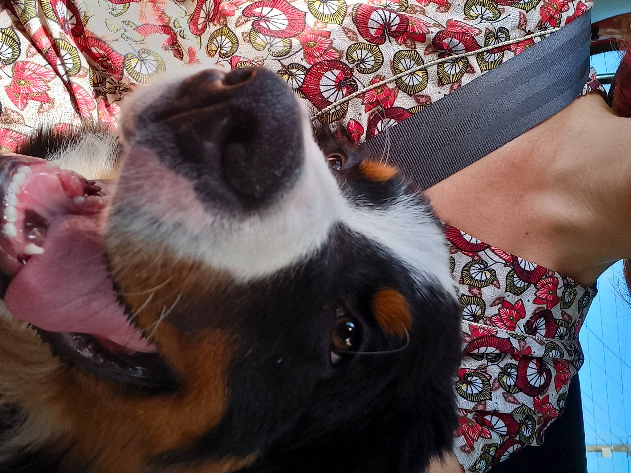 Sting a rejoint le concours — aidez-le/la à gagner de superbes lots ! canidae, carnivore, chest, collar, companion_dog, dog, dog_breed, eyewear, fawn, fur, human_leg, jewellery, pattern, paw, plaid, sleeveless_shirt, street_fashion, sunglasses, whiskers, working_animal