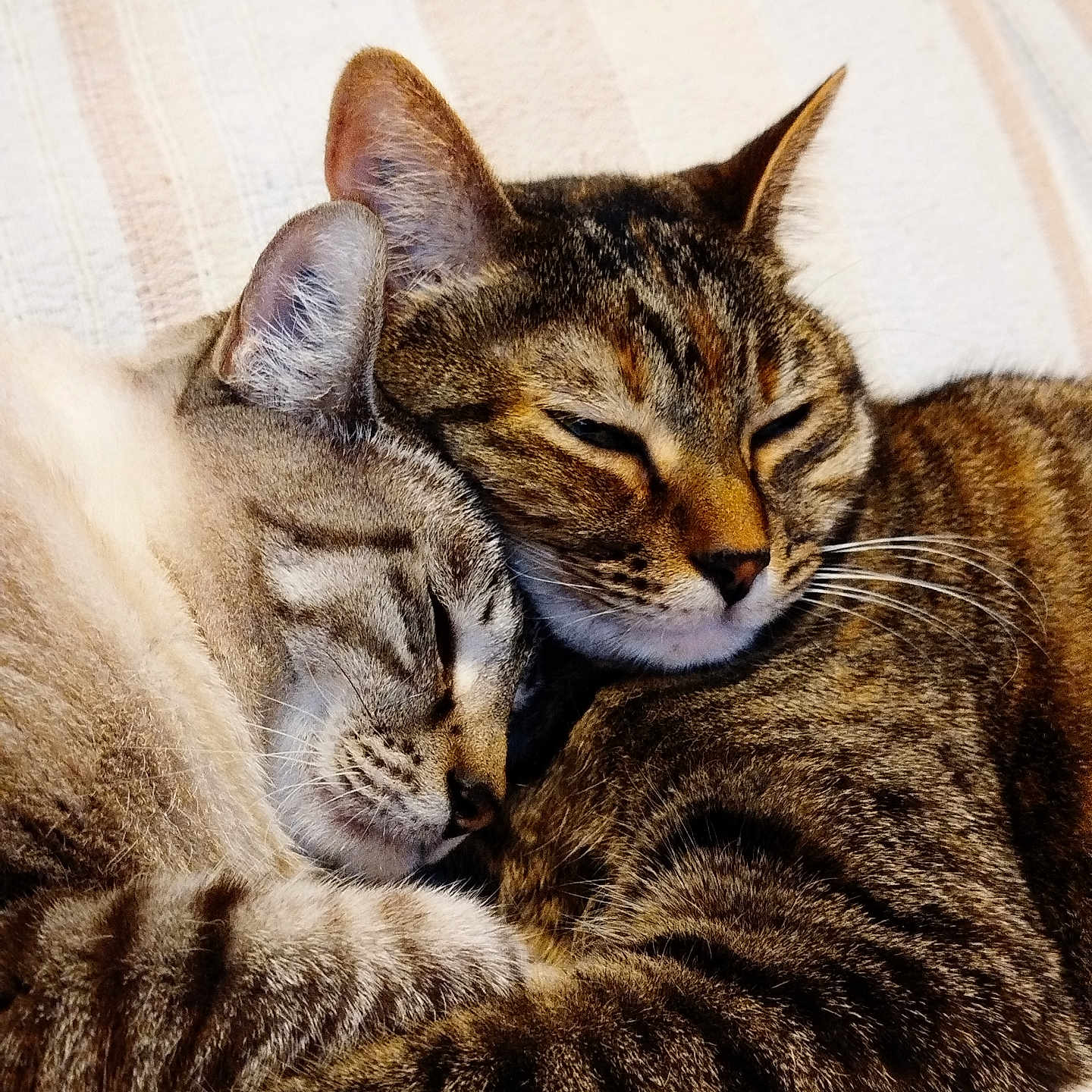 Raven Et Rebelle participe au concours pour gagner de l'argent avec cette photo : animal, cat, closeup, companion, cozy, cute, domestic_animal, feline, friendship, fur, indoor, pet, relaxation, resting, sleeping, snuggling, soft, tabby, warm, whiskers