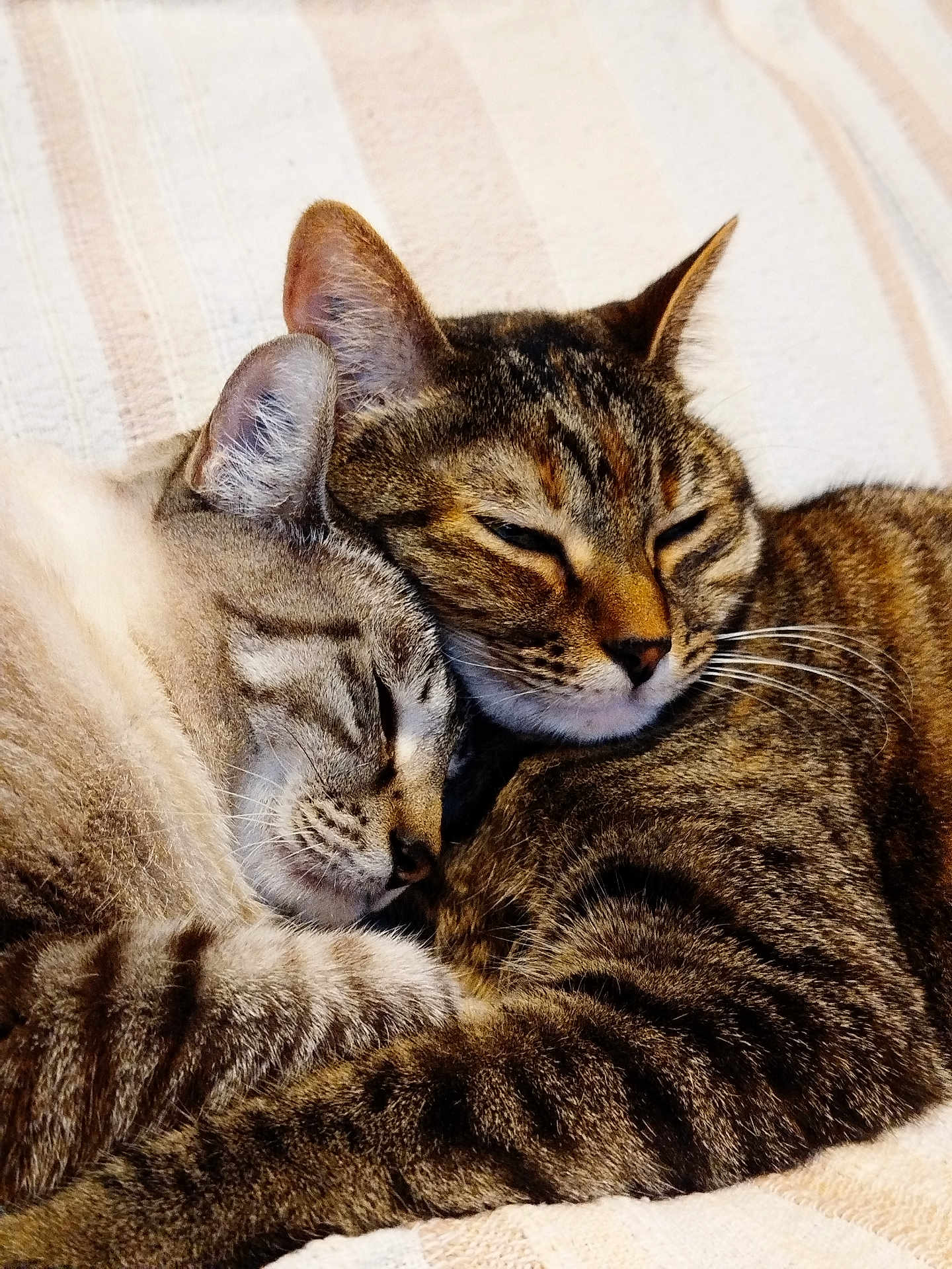 Raven Et Rebelle participe au concours pour gagner de l'argent avec cette photo : cat, sleeping, snuggling, cozy, feline, fur, tabby, pet, domestic_animal, whiskers, closeup, resting, cute, animal, companion, friendship, relaxation, soft, warm, indoor