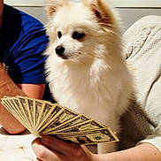 Yukia participe au concours pour gagner de l'argent avec cette photo : animal, blue_shirt, casual, cute, dog, dollar_bills, fluffy, fur, hand, indoor, money, person, pet, portrait, ring, sitting, sleeve, table, white_dog, window