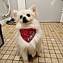 Yukia participe au concours pour gagner de l'argent avec cette photo : animal, bandana, companion, curious, cute, dog, domestic, door, floor, fur, furry, indoor, looking_up, pet, red_bandana, shoes, sitting, small_dog, tile_floor, white_dog
