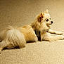 animal, calm, carpet, companion, cream_color, cute, dog, domestic_animal, fluffy, fur, indoor, laying_down, mammal, pet, pomeranian, quiet, relaxed, resting, side_view, small_dog