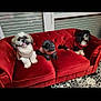 dog, small_dog, pet, red_couch, sweater, indoor, window, blinds, floor_tiles, three_dogs, fur, cute, animal, cozy, resting, mammal, companion, domestic, furniture, portrait