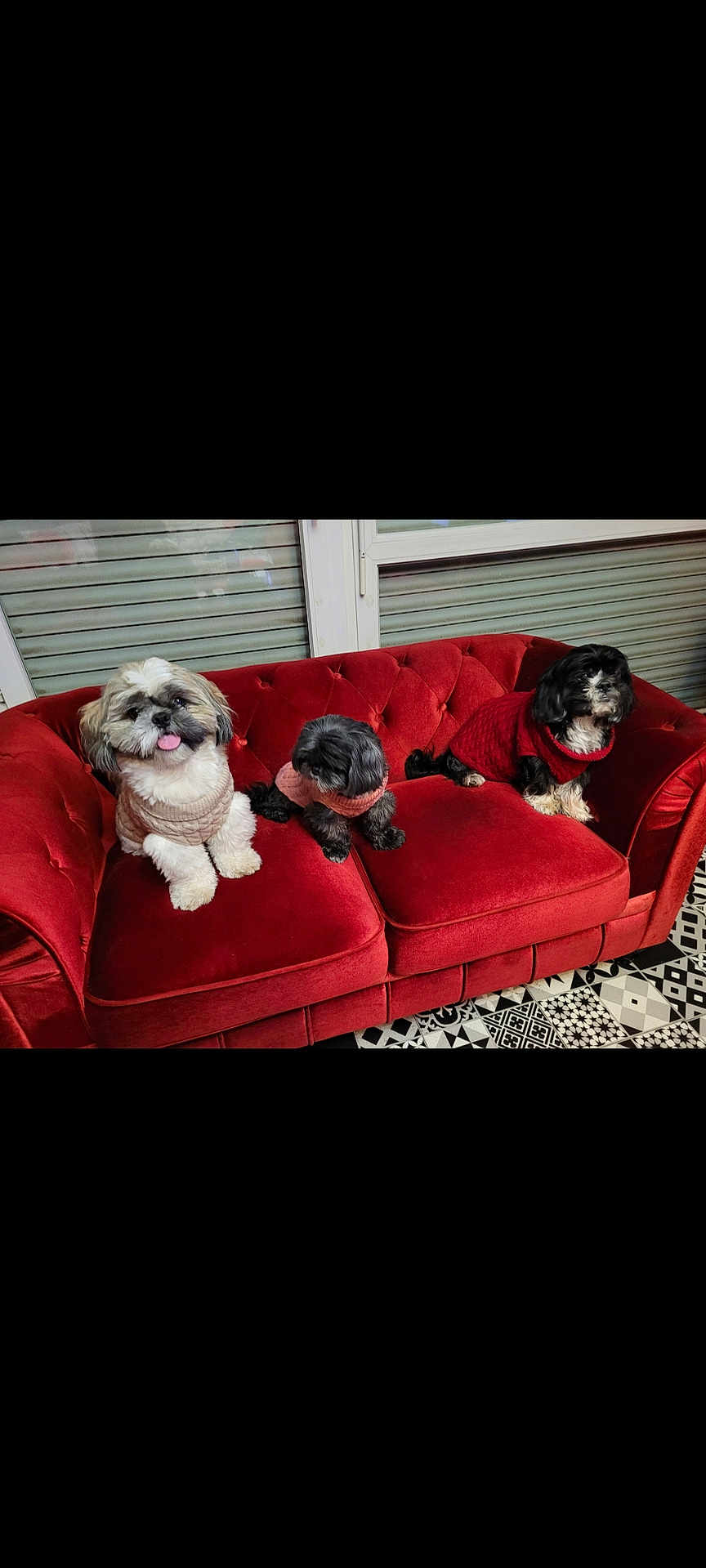 Vezuv Guess Ivana participe au concours pour gagner de l'argent avec cette photo : dog, small_dog, pet, red_couch, sweater, indoor, window, blinds, floor_tiles, three_dogs, fur, cute, animal, cozy, resting, mammal, companion, domestic, furniture, portrait