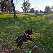 Mamas is registered to the contest to win money with this photo: dog, black_dog, leaping, playful, grass, park, tree, harness, leash, toy, outdoor, sunlight, daytime, nature, greenery, recreation, pet, animal, active, happy