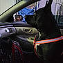 Mamas is registered to the contest to win money with this photo: dog, black_dog, car_interior, dog_harness, window, passenger_seat, bag, chain_link_fence, blue_tarp, side_mirror, alert, pet, domestic_animal, transportation, vehicle, looking_out, sitting, seatbelt, leash, indoors