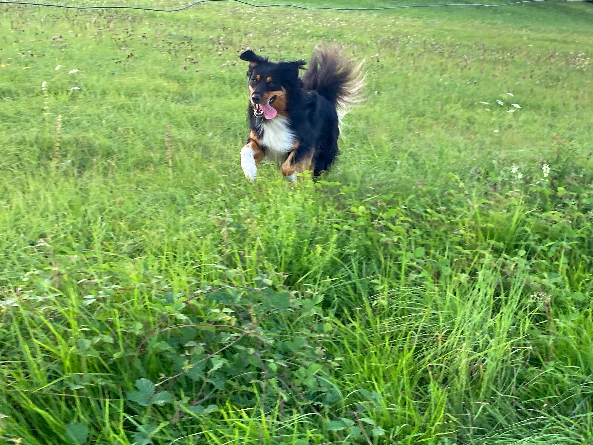 Only You a rejoint le concours — aidez-le/la à gagner de superbes lots ! carnivore, companion_dog, dog, dog_breed, grass, grass_family, grassland, groundcover, herding_dog, meadow, pasture, plant, prairie, rough_collie, shetland_sheepdog, shrub, sporting_group, tail, terrestrial_animal, working_animal