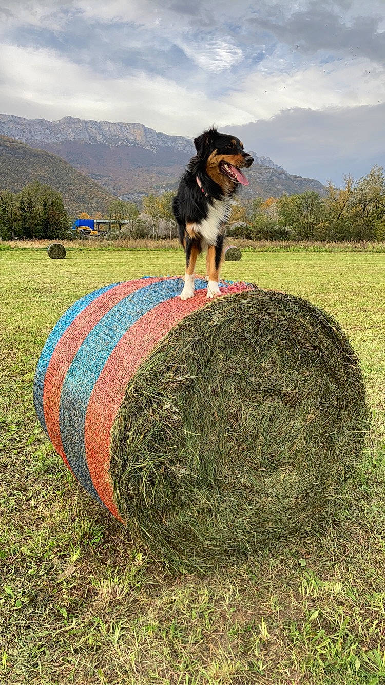Only You participe au concours pour gagner de l'argent avec cette photo : australian_shepherd, border_collie, canidae, carnivore, dog, dog_breed, dog_sports, farm, grass, grassland, hay, herding_dog, pasture, plant, sporting_group, straw, working_dog