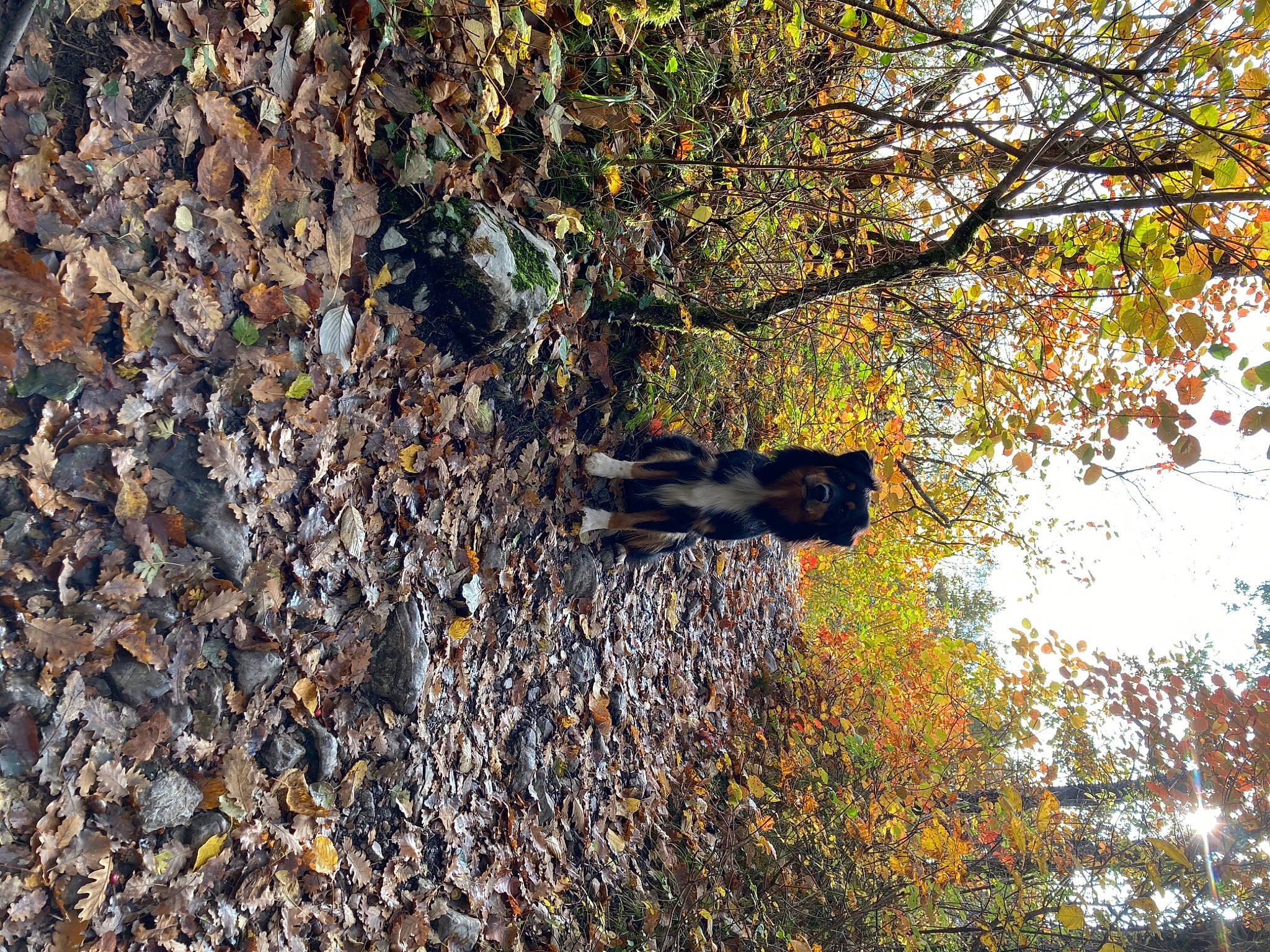 Only You participe au concours pour gagner de l'argent avec cette photo : autumn, branch, deciduous, forest, leaf, plant, tree, trunk, wood, woodland, woody_plant