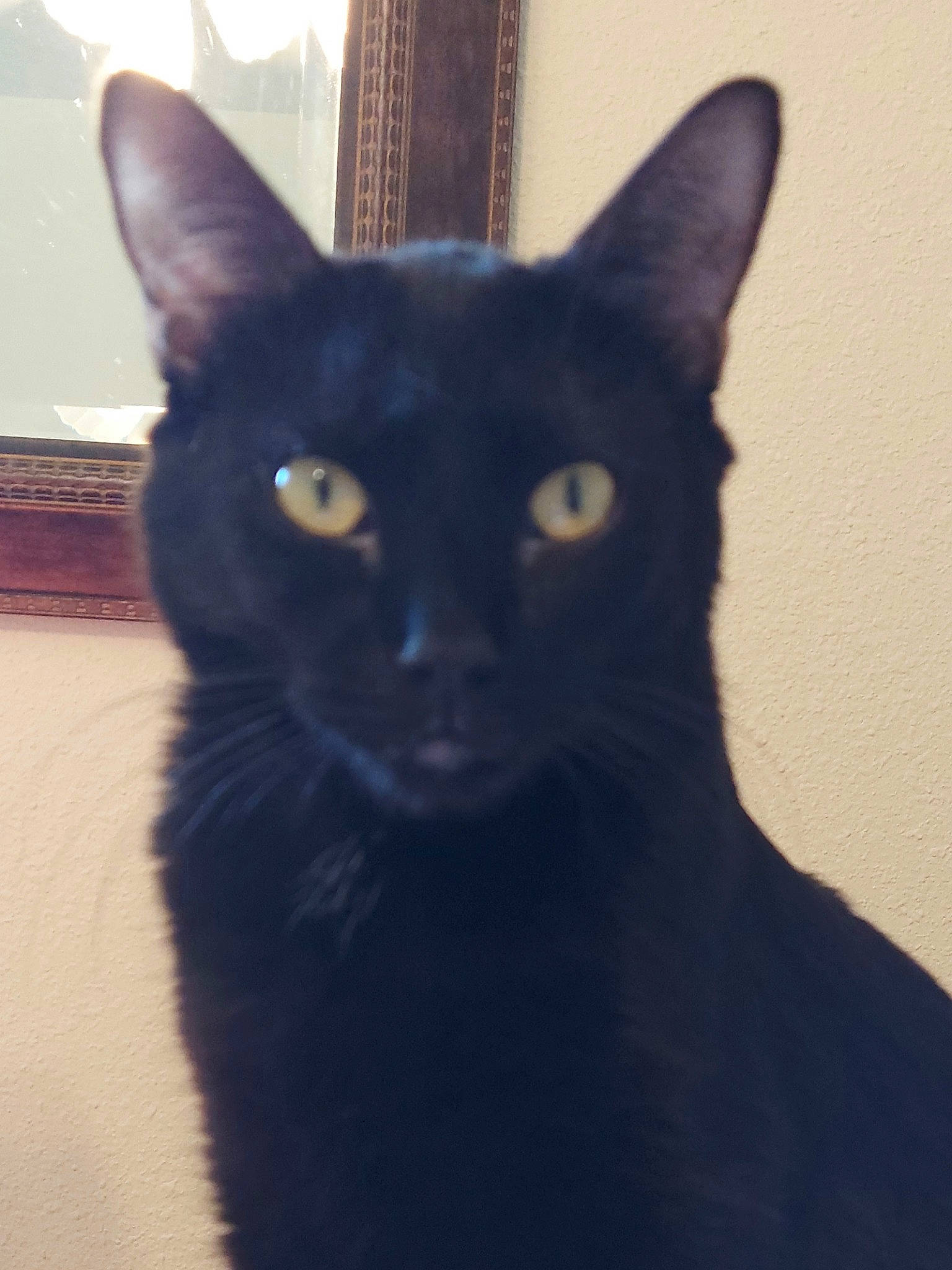 Beauty joined the competition — help win amazing prizes! carnivore, cat, domestic_short_haired_cat, electric_blue, felidae, fur, grey, small_to_medium_sized_cats, snout, terrestrial_animal, whiskers