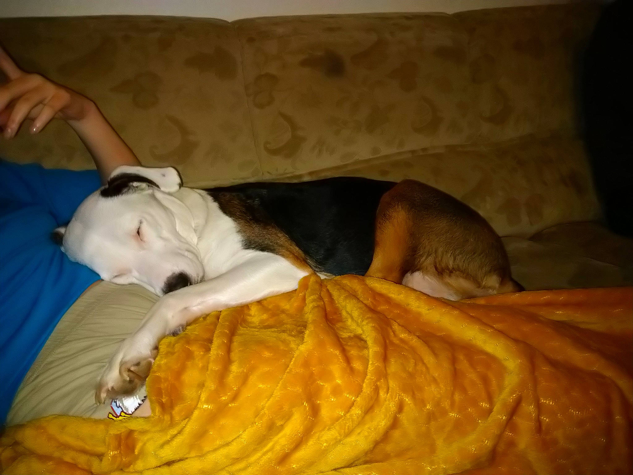 Orphée participe au concours pour gagner de l'argent avec cette photo : bedding, canidae, carnivore, comfort, companion_dog, couch, dog, dog_breed, fawn, felidae, guard_dog, hardwood, linens, mammal, nap, sporting_group, whiskers, wood, working_animal, wrinkle