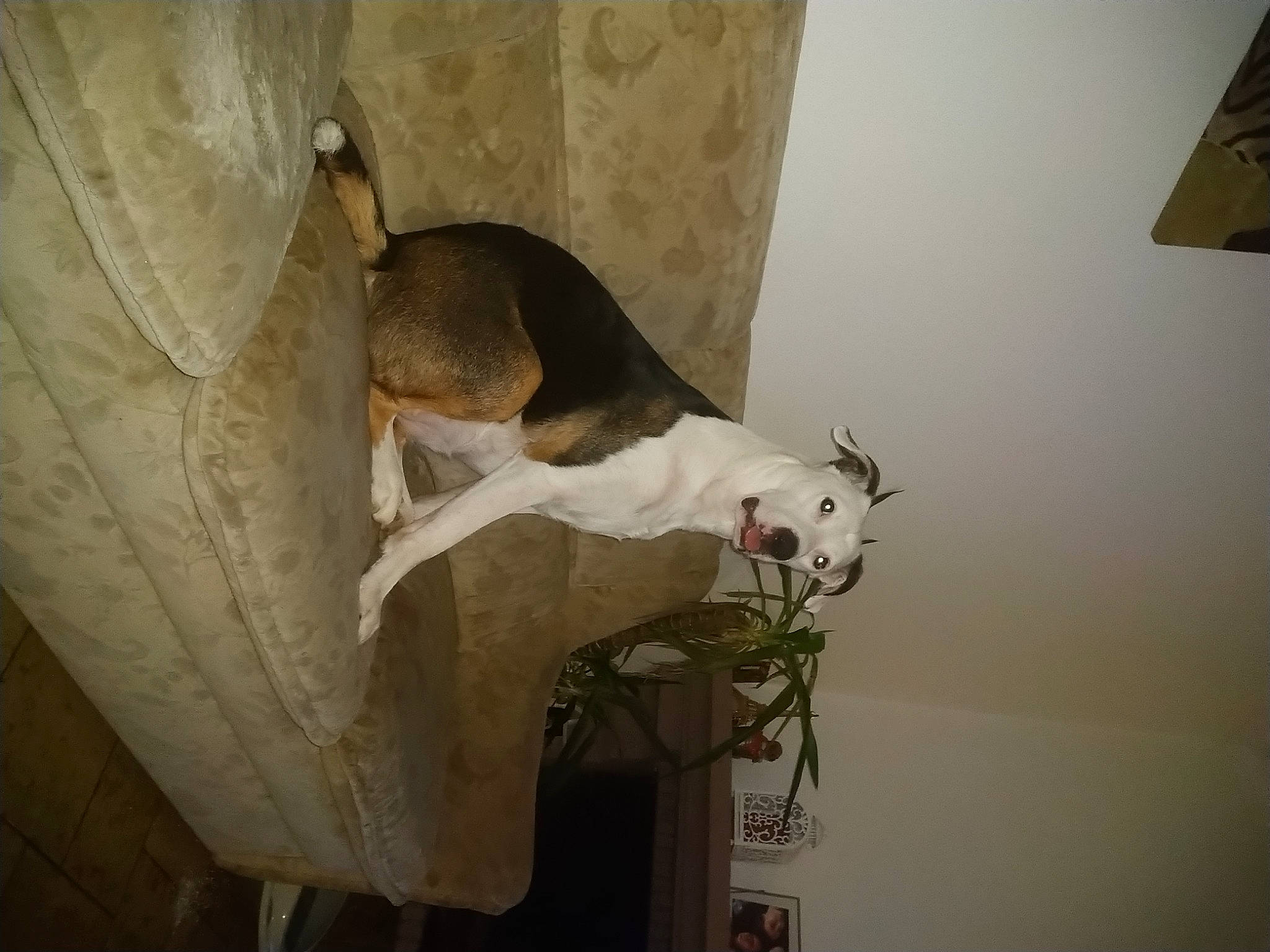 Orphée participe au concours pour gagner de l'argent avec cette photo : bull_terrier, canidae, carnivore, ceiling, collar, comfort, companion_dog, dog, dog_breed, fawn, felidae, flooring, non_sporting_group, plaster, room, small_to_medium_sized_cats, sporting_group, tail, whiskers, wood