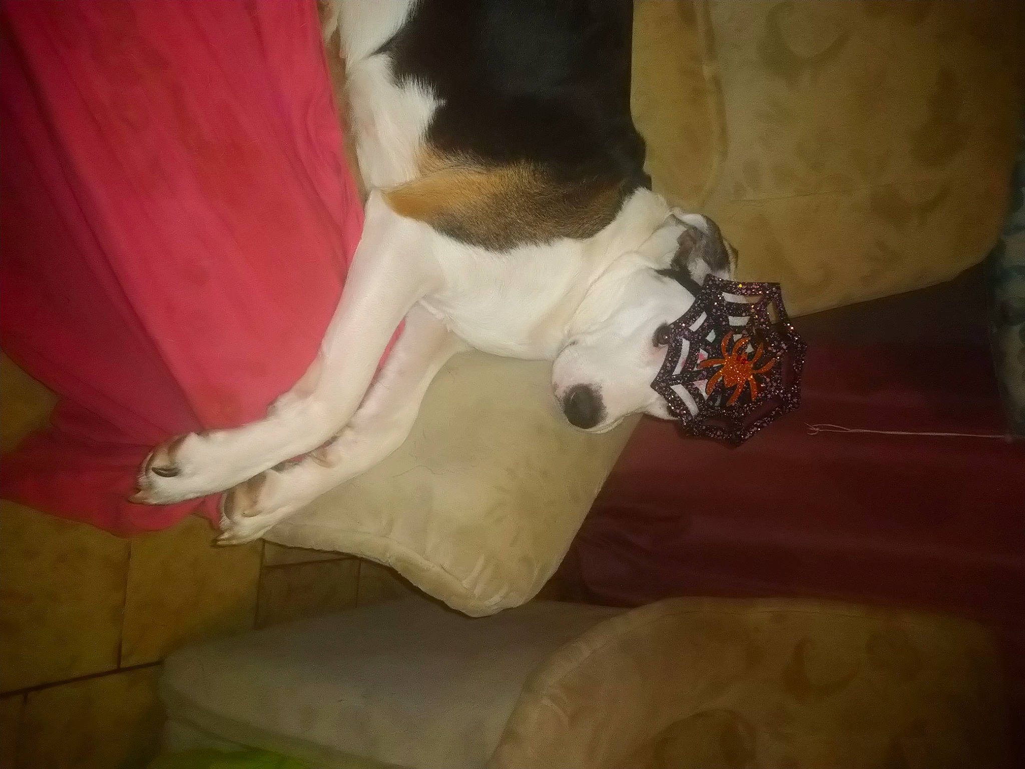 Orphée a rejoint le concours — aidez-le/la à gagner de superbes lots ! carnivore, comfort, companion_dog, couch, dog, dog_breed, fawn, felidae, flooring, fur, hardwood, human_leg, paw, room, small_to_medium_sized_cats, snout, sporting_group, tail, whiskers, wood