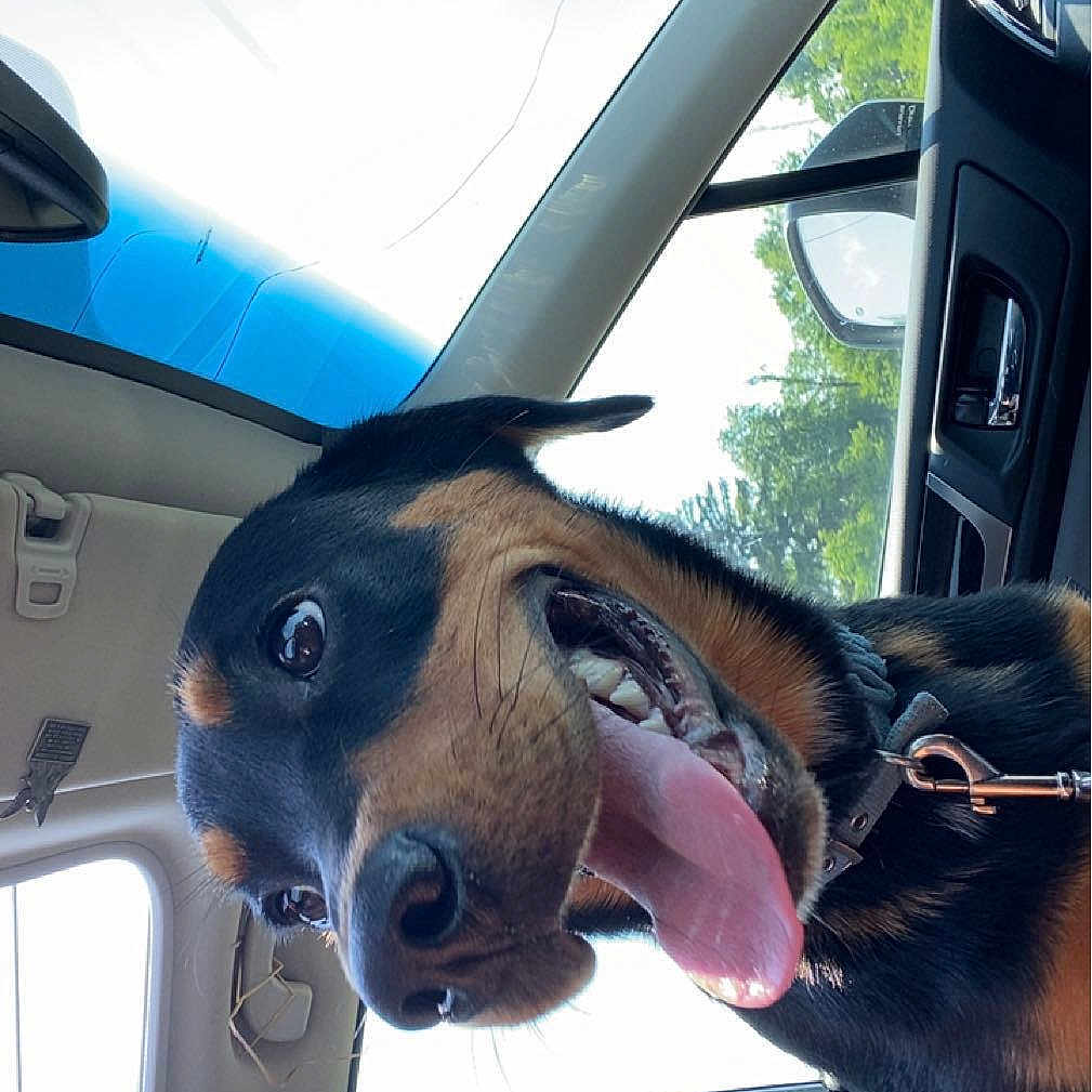 Chase joined the competition — help win amazing prizes! accessories, alloywheel, animal, belt, bodypart, canine, car, carwheel, cushion, dog, homedecor, hound, machine, pet, puppy, spoke, tire, transportation, vehicle, wheel