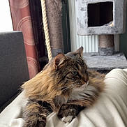 Laya participe au concours pour gagner de l'argent avec cette photo : cat, tabby, fluffy, pet, lap, white_shorts, cat_tree, curtains, indoor, relaxing, furniture, cozy, person, animal, soft_fur, window_light, home, resting, clothing, paws