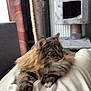 cat, tabby, fluffy, pet, lap, white_shorts, cat_tree, curtains, indoor, relaxing, furniture, cozy, person, animal, soft_fur, window_light, home, resting, clothing, paws