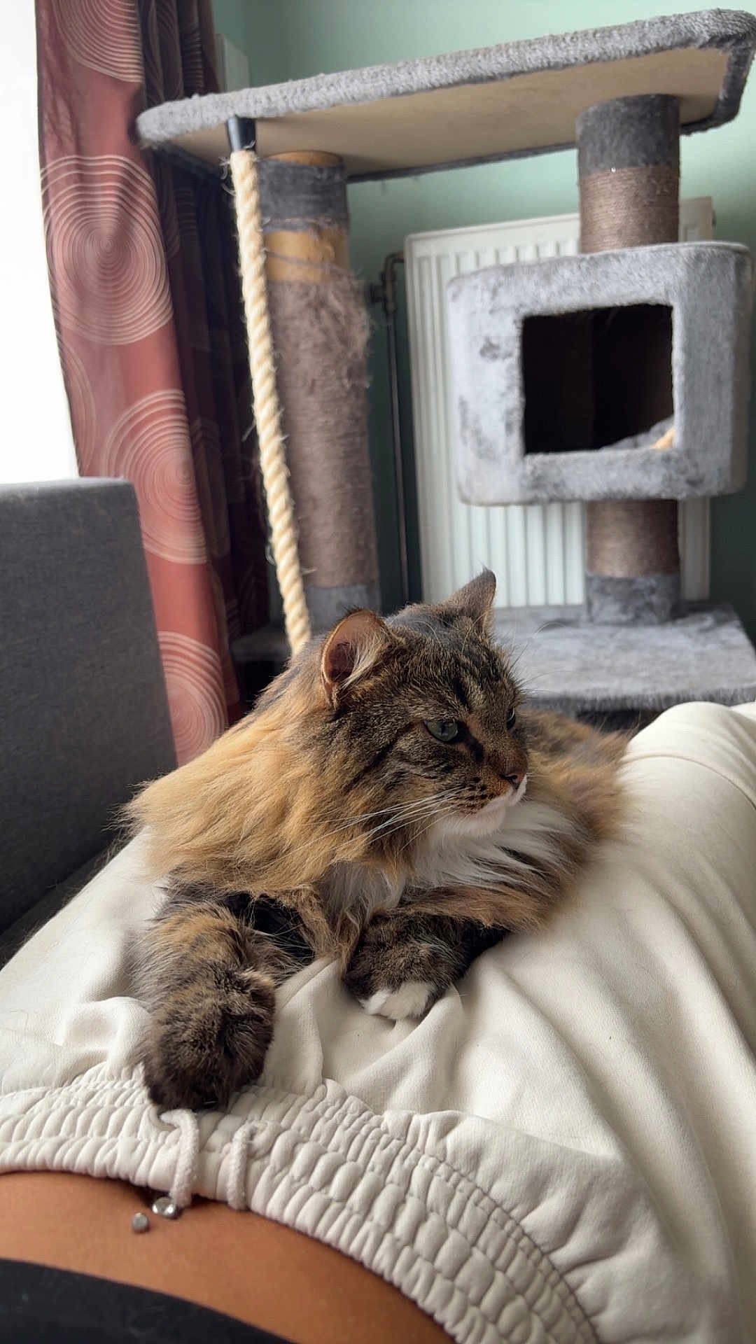 Laya participe au concours pour gagner de l'argent avec cette photo : cat, tabby, fluffy, pet, lap, white_shorts, cat_tree, curtains, indoor, relaxing, furniture, cozy, person, animal, soft_fur, window_light, home, resting, clothing, paws