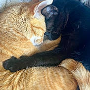 Hades Et Apollon a rejoint le concours — aidez-le/la à gagner de superbes lots ! cats, orange_cat, black_cat, sleeping, cuddling, close_up, fur, whiskers, ears, paws, tails, cozy, relaxed, domestic_animals, pet, blanket, indoors, warm_colors, animal_portrait, nap
