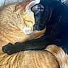 cats, orange_cat, black_cat, sleeping, cuddling, close_up, fur, whiskers, ears, paws, tails, cozy, relaxed, domestic_animals, pet, blanket, indoors, warm_colors, animal_portrait, nap