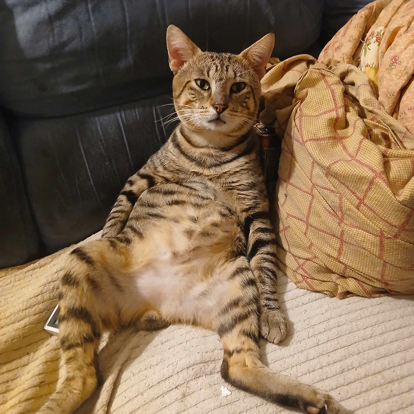 King Bumi joined the competition — help win amazing prizes! abyssinian, animal, architecture, blanket, building, cat, chair, couch, cushion, furniture, homedecor, indoors, kitten, livingroom, manx, person, pet, pillow, room, sleeping