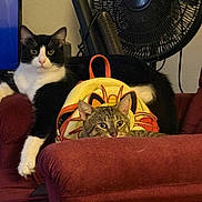 King Bumi is registered to the contest to win money with this photo: animal, armchair, backpack, black_and_white_cat, cat, companion, cozy, curious, cute, domestic, furniture, home, indoor, lounging, pet, red_furniture, relaxed, resting, tabby_cat, yellow_backpack