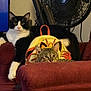 animal, armchair, backpack, black_and_white_cat, cat, companion, cozy, curious, cute, domestic, furniture, home, indoor, lounging, pet, red_furniture, relaxed, resting, tabby_cat, yellow_backpack