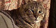 King Bumi is registered to the contest to win money with this photo: animal, cat, closeup, comfort, cozy, curtains, domestic, ears, feline, fur, indoor, patterned_fabric, pet, portrait, relaxed, resting, soft_lighting, striped_fur, tabby, whiskers