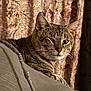 animal, cat, closeup, comfort, cozy, curtains, domestic, ears, feline, fur, indoor, patterned_fabric, pet, portrait, relaxed, resting, soft_lighting, striped_fur, tabby, whiskers