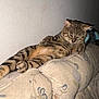 King Bumi joined the competition — help win amazing prizes! animal, cat, comfort, couch, cozy, cute, domestic, feline, floral_pattern, furniture, home, indoor, living_room, mammal, pet, relaxed, resting, sleepy, striped, tabby
