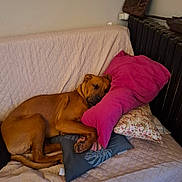 Ayden a rejoint le concours — aidez-le/la à gagner de superbes lots ! animal, blanket, brown_dog, comfort, couch, cozy, dog, fabric, furniture, home, indoor, nap, peaceful, pet, pillow, quiet, quilted, relaxation, resting, sleeping