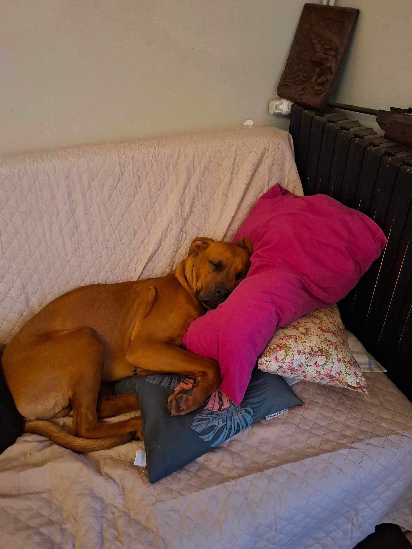 Ayden a rejoint le concours — aidez-le/la à gagner de superbes lots ! animal, blanket, brown_dog, comfort, couch, cozy, dog, fabric, furniture, home, indoor, nap, peaceful, pet, pillow, quiet, quilted, relaxation, resting, sleeping