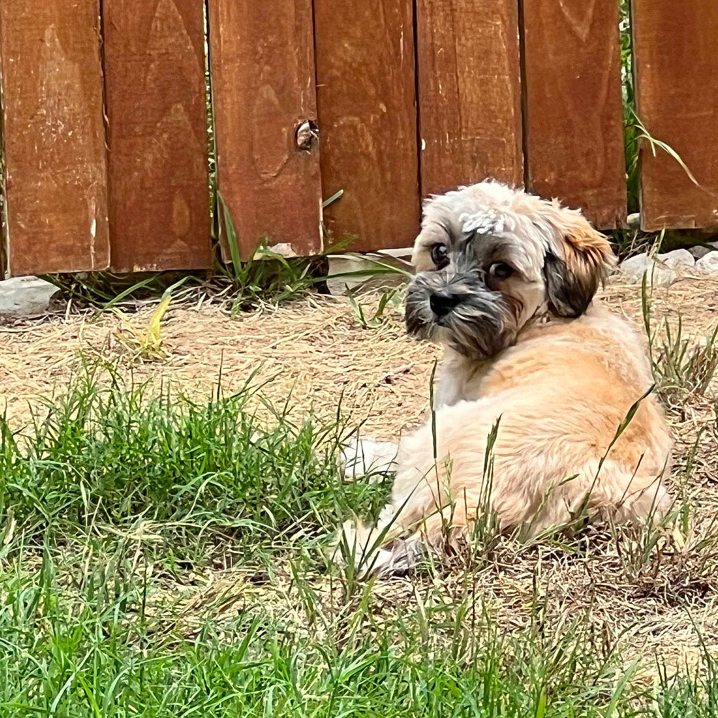 Xena Marie Guerrero joined the competition — help win amazing prizes! animal, backyard, beige, brown, canine, curious, daytime, dog, fur, grass, laying_down, nature, outdoor, pet, quiet, quiet_moment, relaxed, small_dog, sunlight, wooden_fence
