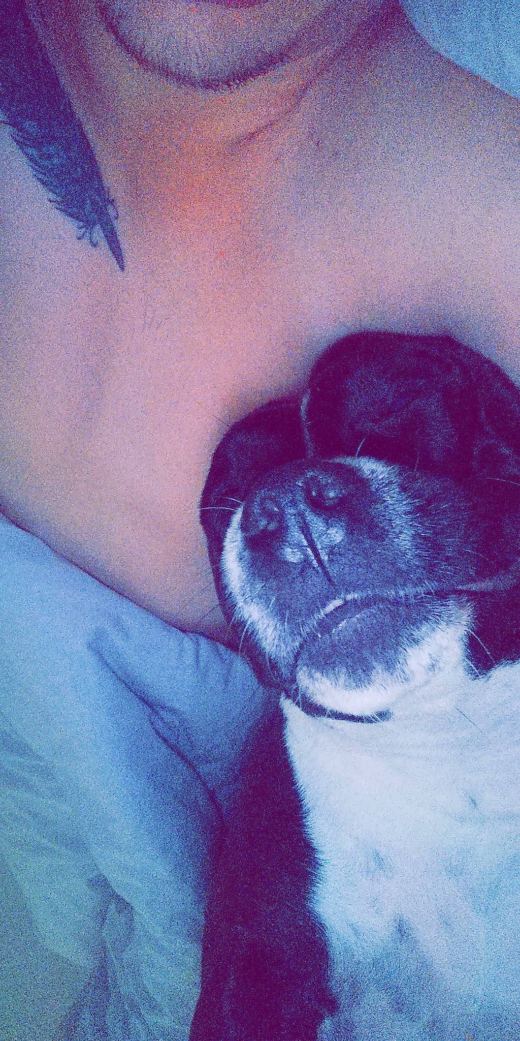 Buzz participe au concours pour gagner de l'argent avec cette photo : art, canidae, carnivore, comfort, companion_dog, dog, dog_breed, electric_blue, fawn, flesh, fur, human_leg, magenta, snout, sporting_group, terrestrial_animal, tints_and_shades, visual_arts, working_animal, wrinkle